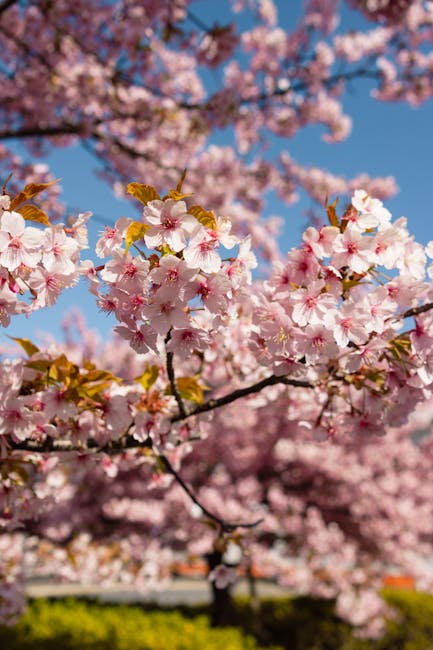 Flickr geotagged photo map Kyoto cherry blossom
