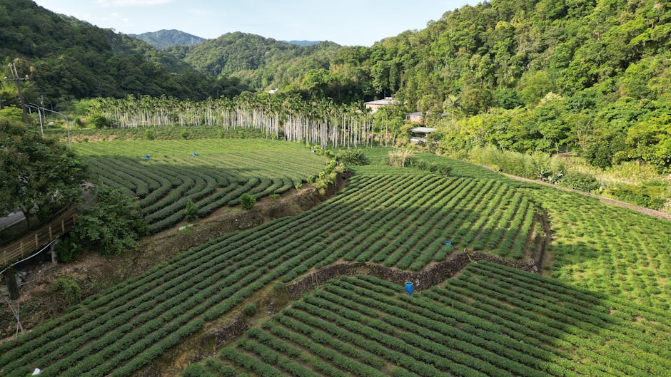 Anji white tea QR code scan
