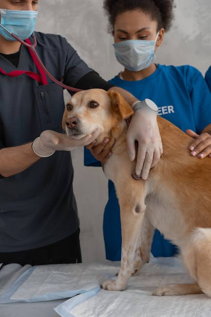 pet emergency density heat map